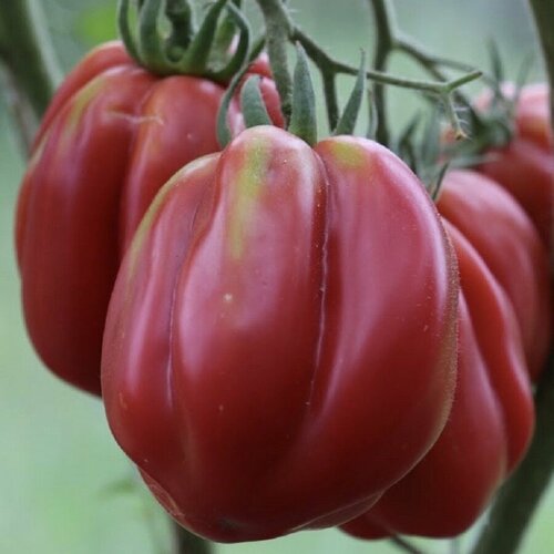 ������ ������ ������ ������ ����� ������ 10 ��. ����