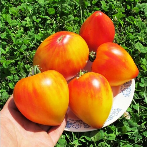 ������ ������ ������������� ������ ������ ������ ����������� ����� ����