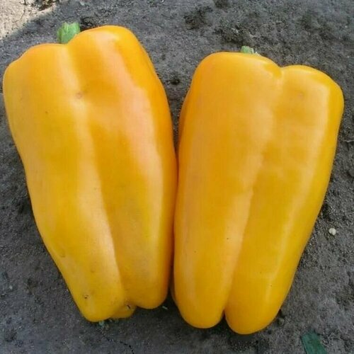 ������ ������ ������������� ������ ����� �������� ������� F1 ����