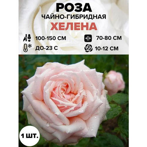 ������ ������ ���� ������ �����-��������� 1 ��. ����