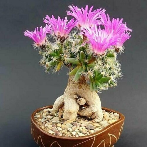 ������ ������ ������������ ������, Trichodiadema Densum, ����������, ������ ����