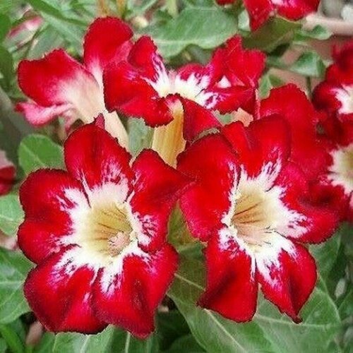 ������ ������ �������, Adenium Obesum Desert Rose Flame of Love, ����� �����, ������ ����
