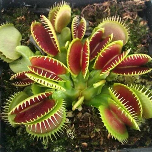 ������ ������ ������ �������� ��������� 5 ��, Dionaea muscipula, ������ ��������, ������� ��� ��� ����