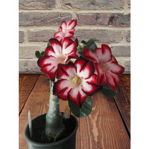 ������ ������ ������� ��������, ������ ����