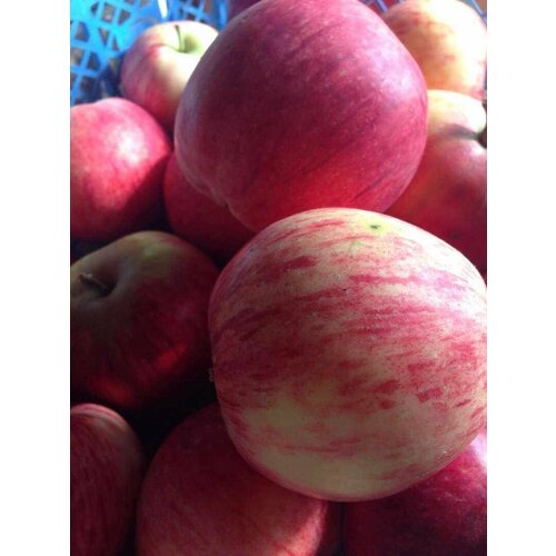 ������ ������ ������ ������ ����