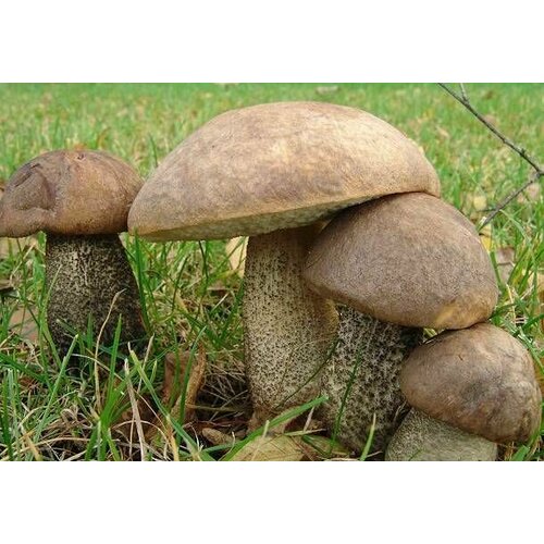 ������ ������ ������������ ������������ (���������) ����