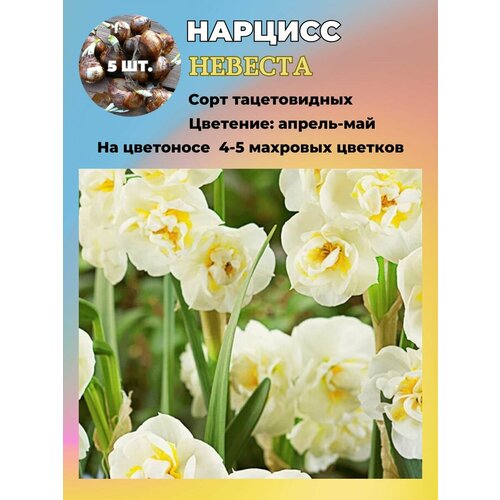 ������ ������ ������� ��������, �������� 5 ���� ����