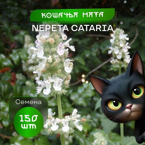 ������ ������ ��������� ������� ����, 150 �����, ���� Nepeta ����