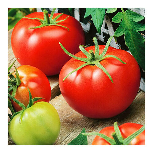 ������ ������ ����� ������� F1 15�� (���� ������) ����