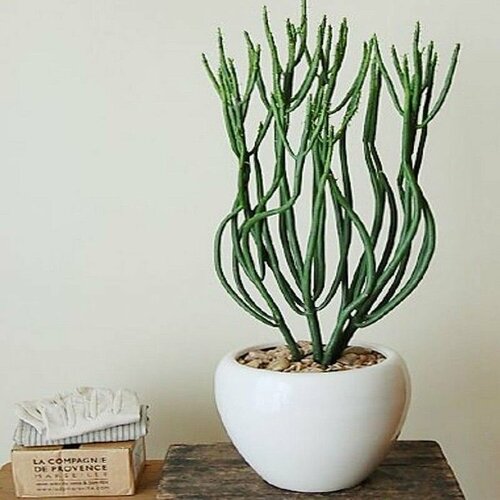 ������ ������ �������, ��������, Euphorbia Tirucalli, ����������, ������ ����