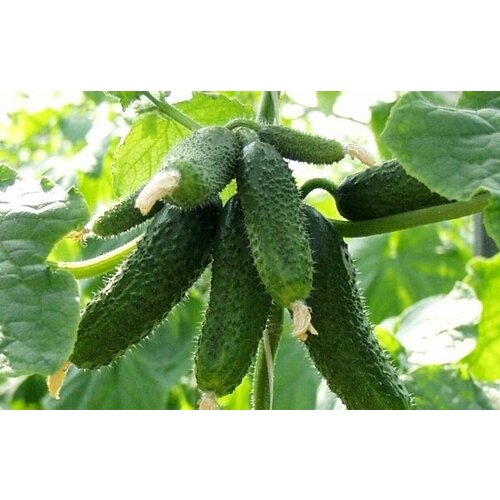 ������ ������ ������������� ������ ������ ���� F1 ����