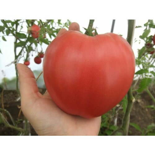 ������ ������ ������������� ������ ������ ����������� ������� ����