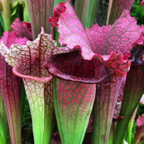 ������ ������ ���������� ������ 3��, ������ �������� (Sarracenia) ����