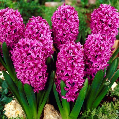 ������ ������ �������� ������, botanica garden, ������� ���� ������, 2 ����� ����