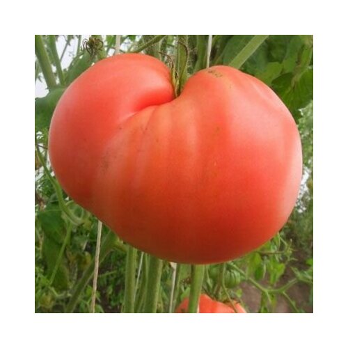 ������ ������ ������������� ������ ������ 