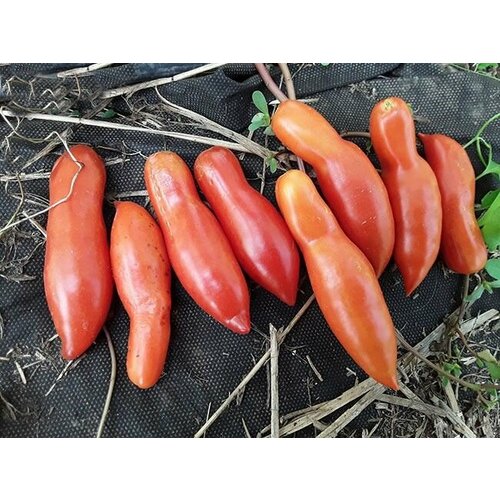 ������ ������ ������������� ������ ������ ����������� ����� ����