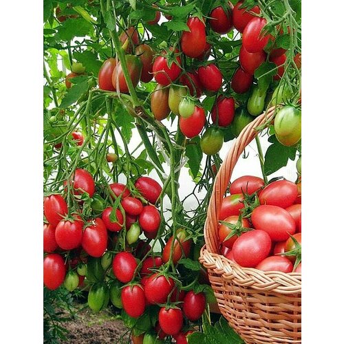 ������ ������ ������������� ������ ������ ���-���-��� ����