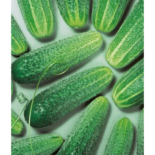 ������ ������ ������������� ������ ������ F1 ������ ����