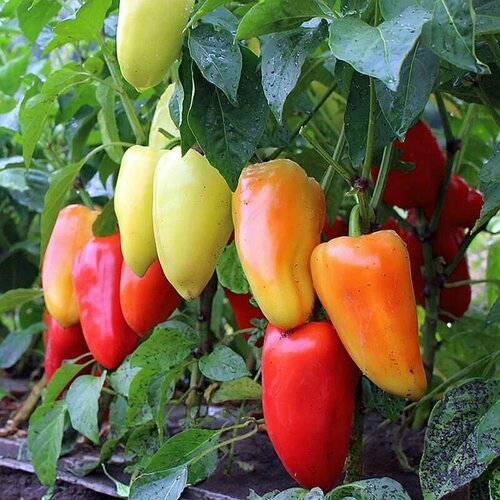 ������ ������ ������������� ������ ����� �������� ������� F1 ����