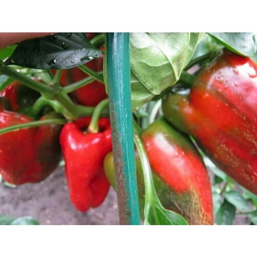 ������ ������ ������������� ������ ����� �������� ������� F1/ ����