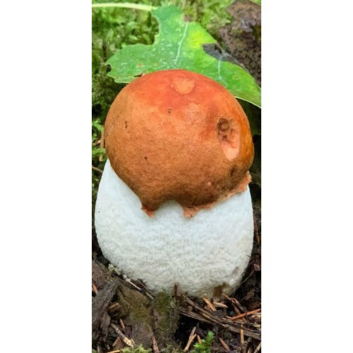 ������ ������ ������� ����� ����������� 2 �������� ����