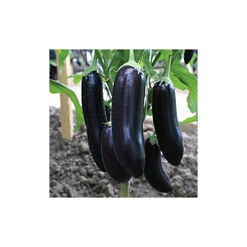 ������ ������ ������������� ������ ��������� ������ F1 ����