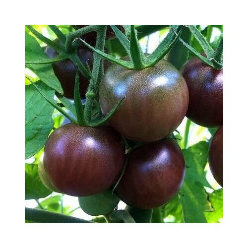 ������ ������ ������������� ������ ������ ���������� ������� ����