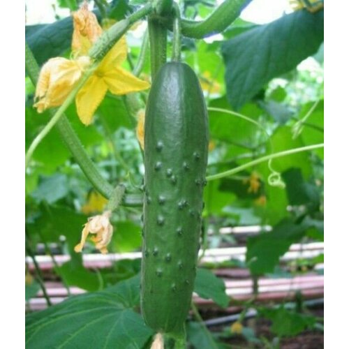 ������ ������ ������������� ������ ������ ���� F1 ����