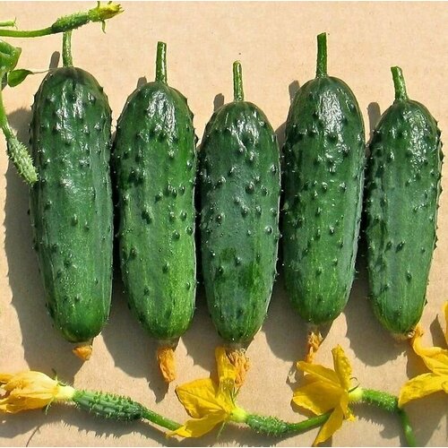 ������ ������ ������������� ������ ������ F1 ��������� ������ ����