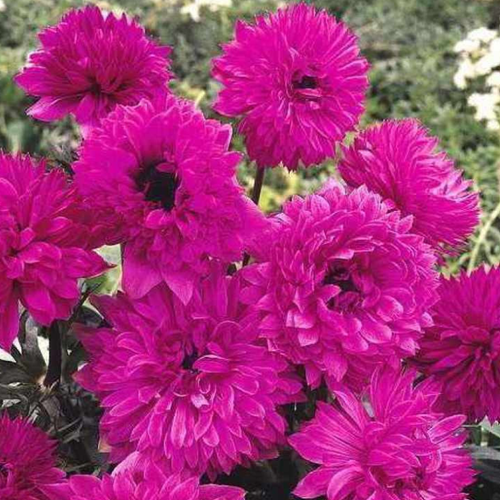 ������ ������ ������� THE ADMIRAL (10 �������) ����