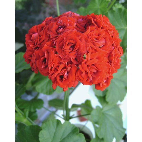 ������ ������ ������ ���������� ��������� �������� ������ 4 �� (1 �������� (O)) ����