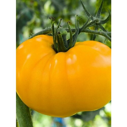 ������ ������ ������������� ������ ������ Ƹ���� ������ ����