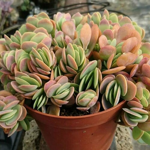 ������ ������ �������� ��������������, Kalanchoe Rotundifolia, ������ ����