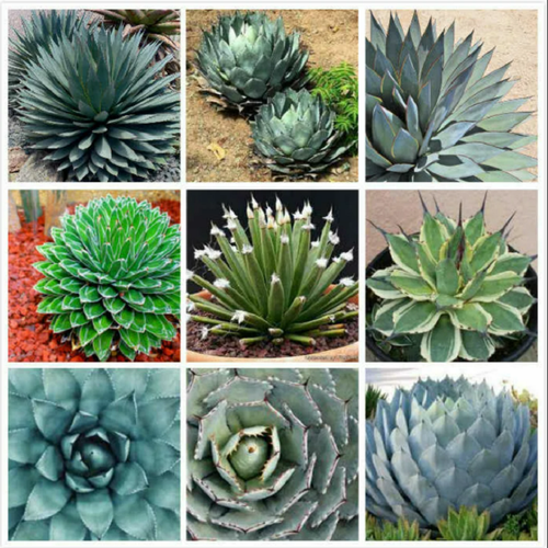 ������ ������ ����� ���� ������, ������ ����