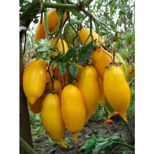 ������ ������ ������������� ������ ������ ������� ��������� ����