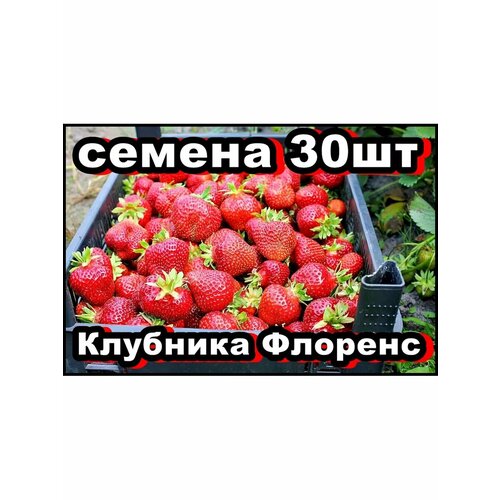 ������ ������ ������ �������� ������� 30�� ����