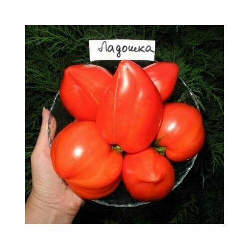 ������ ������ ������������� ������ ������ ������� ����