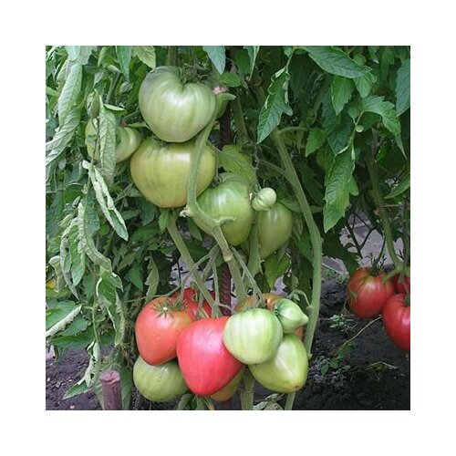 ������ ������ ������������� ������ ������ ����������� ����