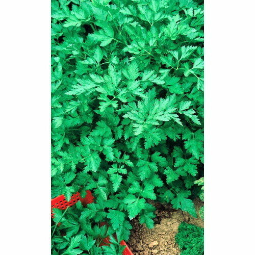 ������ ������ ������ �������� ���������� - �������� (��) �/� ����