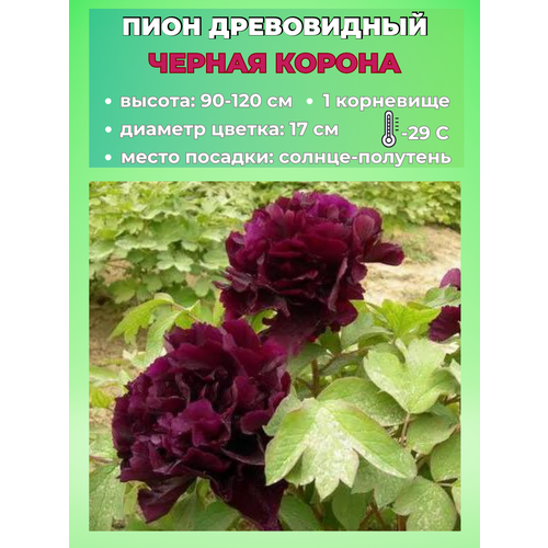 ������ ������ ���� ����������� ������ ������, ������� 1 ����� ����