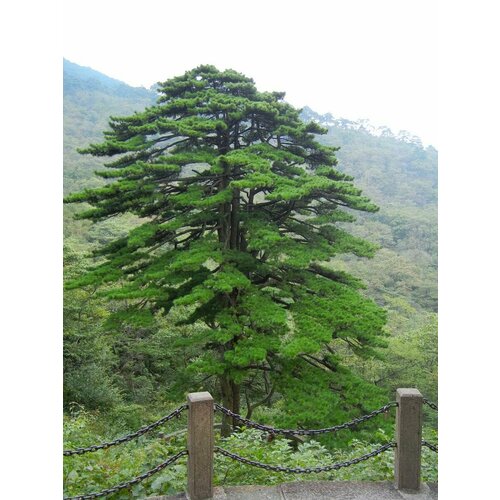 ������ ������ ������ ����� ������������� (Pinus hwangshanensis), 10 ���� ����