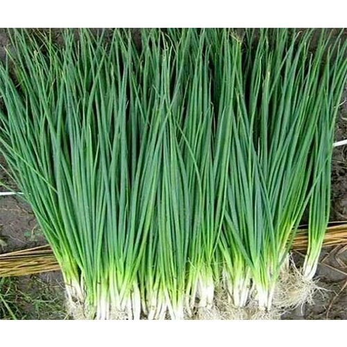 ������ ������ ������������� ������ ���� �� ������ ������� (�����) ����