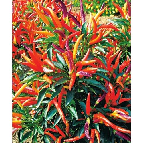 ������ ������ ������������� ������ ����� ������� ��������� ����