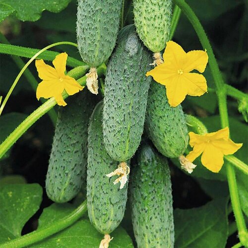 ������ ������ ������������� ������ ������ ������� F1 ����