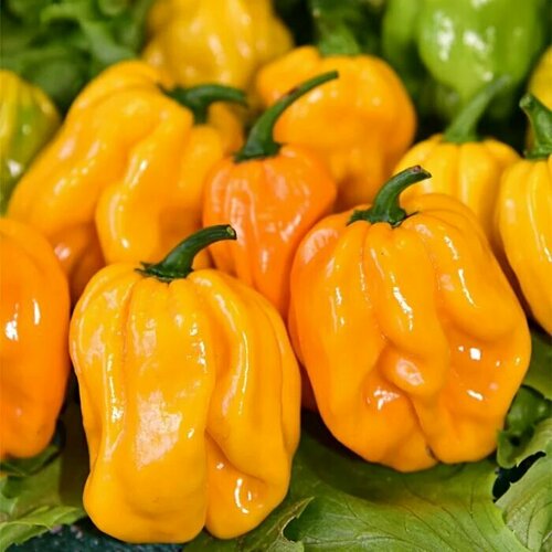 ������ ������ ������������� ������ ����� ������� ������ ����