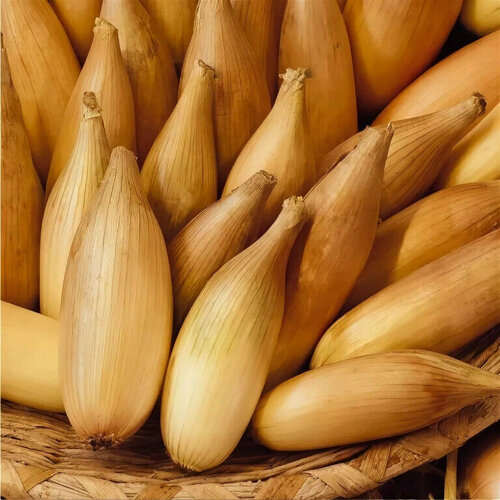 ������ ������ ��� ����� ������ ��������� 500�� ����