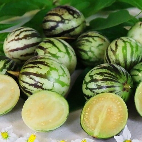 ������ ������ ������ ������ ��������, ������ �����, Solanum caripense 10 ��. ����