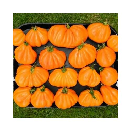 ������ ������ ������������� ������ ������ Ƹ���� �������� ����