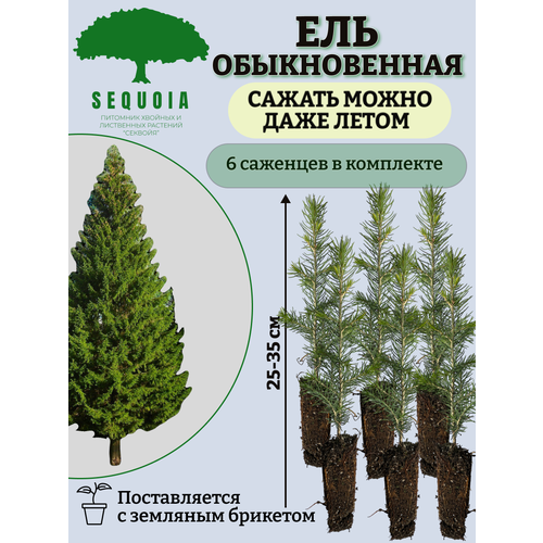 ������ ������ ��� ������������ 6 �������� ����