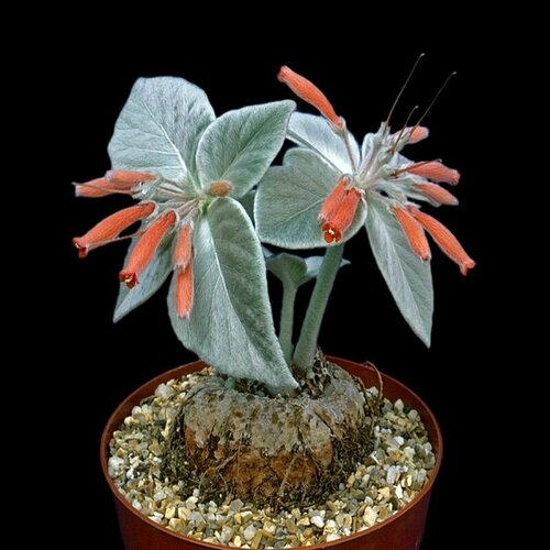 ������ ������ ��������� ����������, Sinningia Leucotricha, �����������, ������ ����